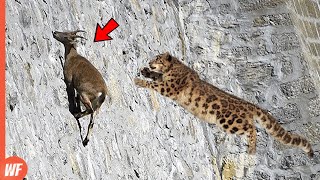 Leopard Attacks Goat and Quickly Pays the Price [upl. by Adnoel]