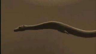 Prehistoric Deep Monster Cadborosaurus of the Alaska  Animated Sequence [upl. by Enamart]