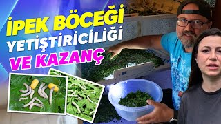 İPEK BÖCEĞİ YETİŞTİRİCİLİĞİ VE KAZANÇ Ek Gelir  Köyde Para Kazanmak [upl. by Saval]