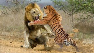 SINGA VS HARIMAU Pemenang dan Paling Kuat dalam Pertarungan melawan Mangsanya [upl. by Murdock]