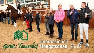 Gestüt Tannenhof Hengstschau 2017 [upl. by Ilysa]