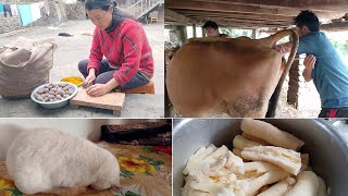 alu bew kaatda hattu 🫨🫨 Mintum ko AI pani vayo 🐄🐄villagevlog sikkim l Namprick [upl. by Magdau]