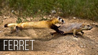 FERRET in Action Facts about Fast and agile Ferret terrifies snakes rabbits and squirrels [upl. by Lambard]