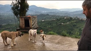 YENİ KÖPEĞİM ESCOBAR ARTIK ARAMIZDA  dogoargentino canecorso kangal malaklı jackrussell [upl. by Magdaia]