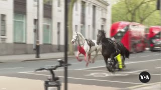 Riderless horses seen galloping through central London  VOA News [upl. by Nine]