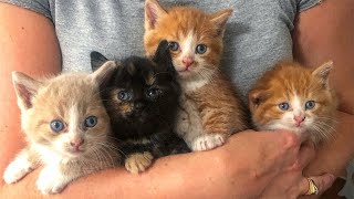 Abandoned Kittens Snuggle Together And Feel Cared For The First Time [upl. by Rex651]