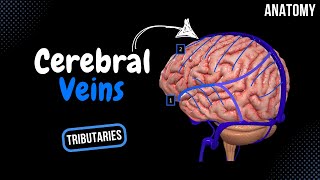 Cerebral Veins Deep amp Superficial  Diploic and Emissary Veins  Anatomy [upl. by Dahraf]