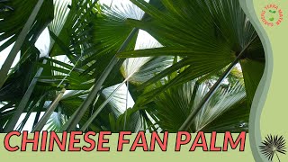 CHINESE FAN PALM Information and Growing Tips Livistona chinensis [upl. by Abagael]