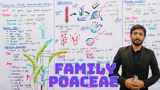 Family Poaceae Grass family or Graminae  Chapter 9  biology 11th and BSC ADP HINDIURDU [upl. by Fleurette]