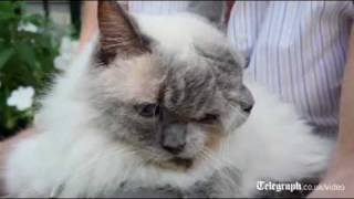 Weird cat with two faces breaks Guinness world record [upl. by Bower532]