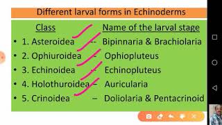 Echinoderm Larvae and their Significance [upl. by Schreiber]