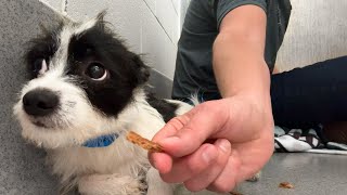 Watch this shelter dog take his first treat 🥹 [upl. by Remlap522]