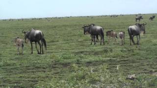 Wildebeest Migration  Serengeti [upl. by Delija]