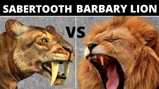 SaberToothed TigerSmilodon vs Barbary Lion [upl. by Yffub]