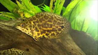 Ctenopoma acutirostre Leopard bushfish [upl. by Harned]