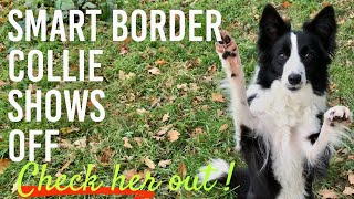 SMART BORDER COLLIE PUPPY dog training  obedience heel scent work whistle opening doors [upl. by Bueschel318]