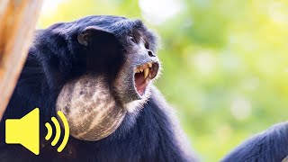 What does a Monkey sound like Siamang Ape  Animal Sounds [upl. by Harutak805]