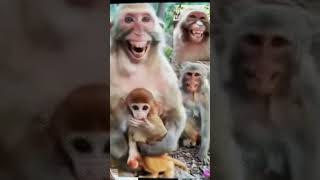 chat deni maar deli khich ke tamaachatrendsviralshortvideofunnymonkeyrasoisansaar6904animal [upl. by Loise]