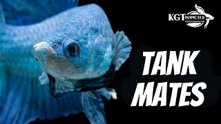 Top 10 Tank Mates For Bettas [upl. by Nehgaem246]