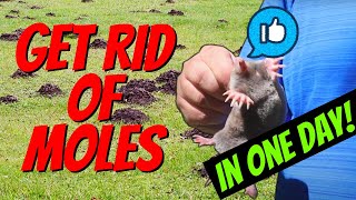 How to Quickly Catch a MOLE in One Day  Easy with NO TRAPS [upl. by Nonnad498]