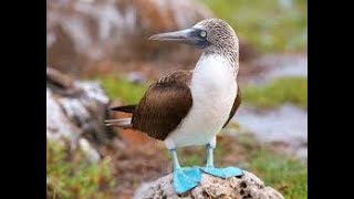 blue footed booby is just getting bullied CovanscentNaturel3r bluefootedbooby funny charlesdarwin [upl. by Nagaet]