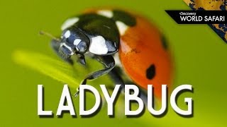 Ladybugs Come In Many Different Colors [upl. by Zurheide]