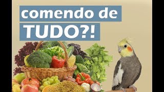 Como fazer sua calopsita comer outros alimentos [upl. by Einaoj]