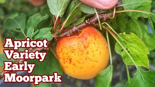 Apricot Variety Early Moorpark A Cold Hardy Apricot For Short Summers July Fruit Look [upl. by Doloritas]