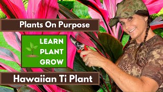 Hawaiian Ti Plant Propagation planting and trimming [upl. by Ulu]