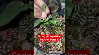 Sering disepelekan dan dianggap gulma padahal bernilai Dorstenia dorstenia sukulen aridzona [upl. by Dahc828]