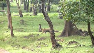 Tiger seen during Safari at Kabini River Lodge near Bangalore [upl. by Ahsinra]