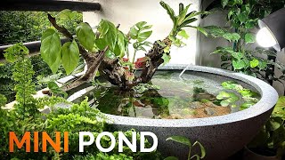 Mini Pond in the Balcony for Guppies [upl. by Bonilla]