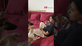 Ye kaisa blackmail hai 😇 cuteanimal germanshepherd doglover dogparents funnyvideo petowner [upl. by Peta]