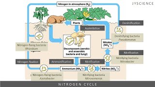 SPM How to remember nitrogen cycle  Nitrogen fixation nitrification denitrification [upl. by Spatz731]