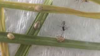 Parasitoid Aphidius ervi emerging from a Grain aphid mummy [upl. by Jereld226]