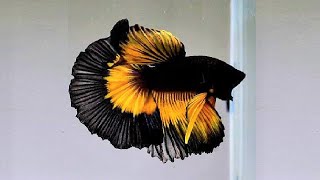 10 Most Beautiful Betta Fish in the World [upl. by Randolph]