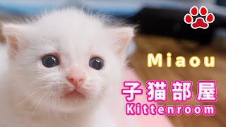 1228 おやつの日 Cats ＆ Kittens room 【CatsLiveMiaou みゃう】 [upl. by Vite]