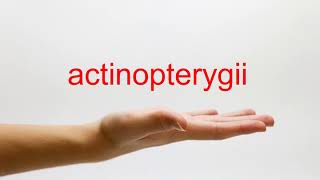 How to Pronounce actinopterygii  American English [upl. by Arual]