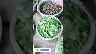 Rabbit oil making full video watching wmc channal [upl. by Vachill]