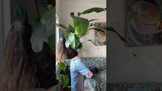 Do not overwater your plants this winter  do this instead houseplants fiddleleaffig plants [upl. by Aitnis]