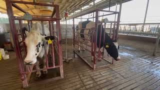 Cows Treatment Fluid therapy for Mastitis Cows [upl. by Nanette114]