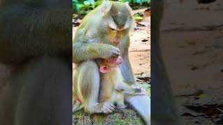 Lovely Monkey Family Libby and Babies 76 monkey monkeysplanet babyanimal [upl. by Yriek]