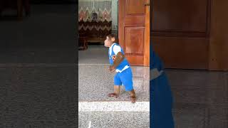 Lets rock it  CUTIS cutis monkey shortvideo [upl. by Edylc]