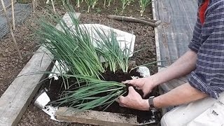 Allotment Diary  How to grow Leeks  Planting out [upl. by Finlay]