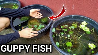 Harvesting all BABY GUPPIES  Raising beautiful guppies outdoor [upl. by Holihs945]