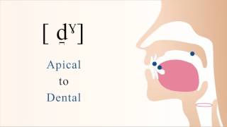 d̪ˠ  voiced unaspirated velarized apical dental stop [upl. by Annavas]