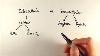 AS Biology  Intracellular vs Extracellular enzymes OCR A Chapter 41 [upl. by Styles853]