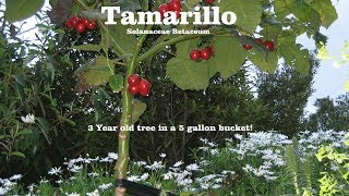 ⟹ TAMARILLO  Solanum betaceum  Its branching off and heres why [upl. by Burra]