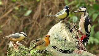 Bird Sounds Spectacular  8 HOURS of Beautiful British Birds [upl. by Adyela900]