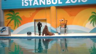 İstanbul Dolphinarium part 1 [upl. by Acirfa]